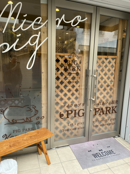 Like a cat café, except...for pigs.